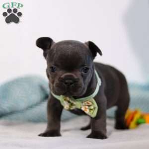 Shane, French Bulldog Puppy